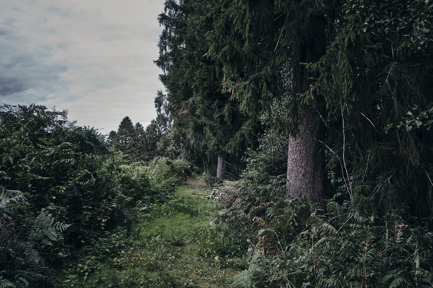 Grassy path along the forest edge