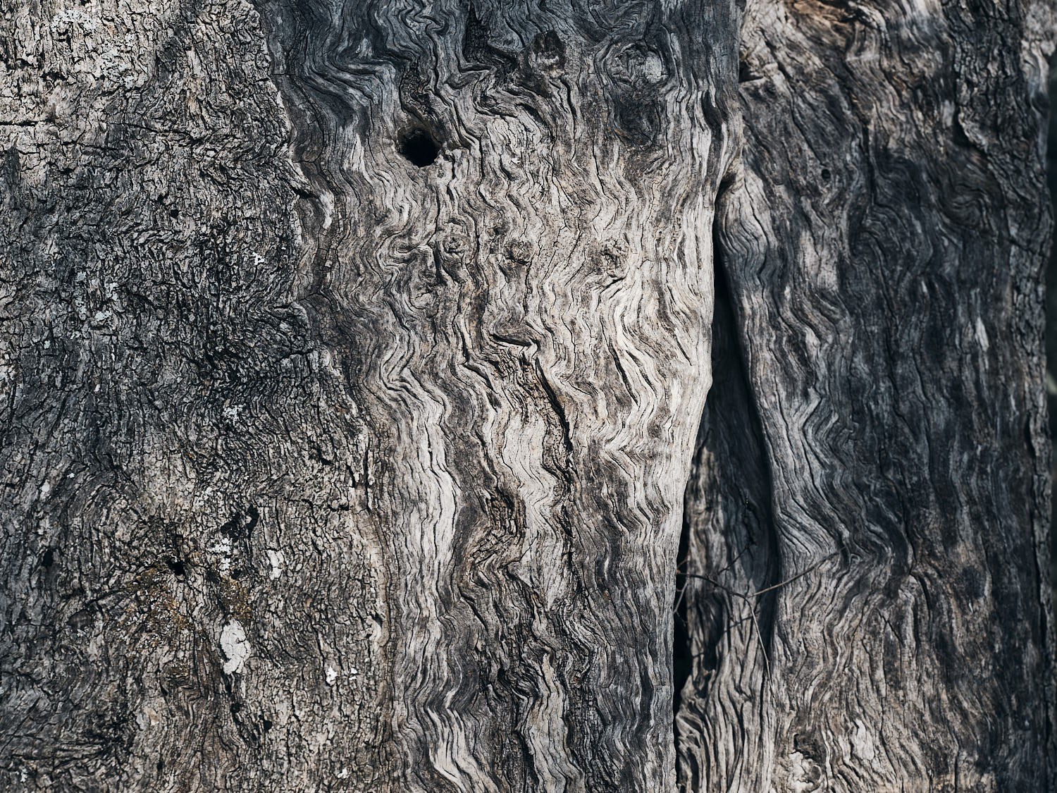 Ancient olive tree, textured trunk and bark — photograph 04
