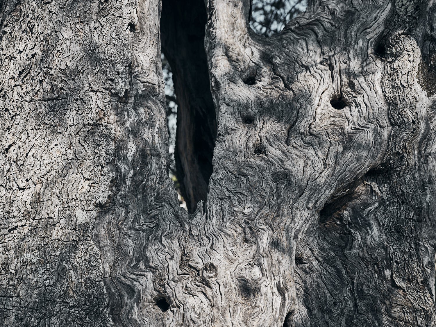Ancient olive tree, textured trunk and bark — photograph 05