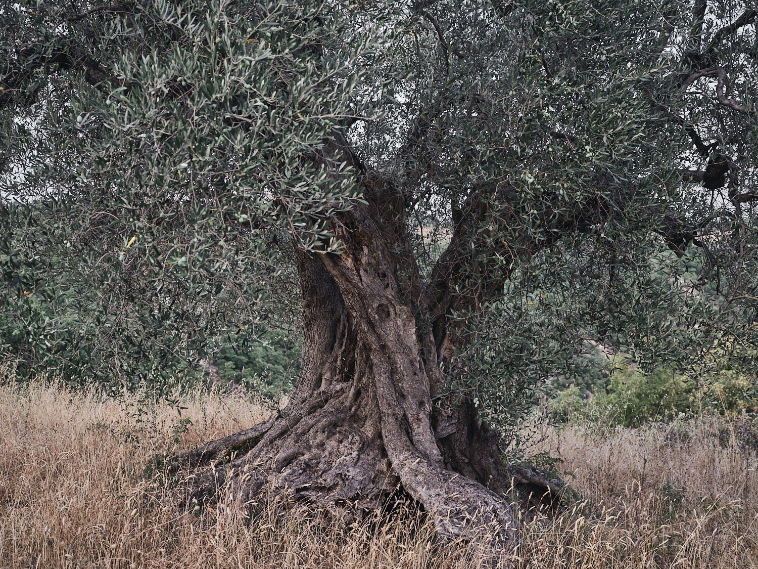 Ancient olive tree, textured trunk and bark — photograph 08