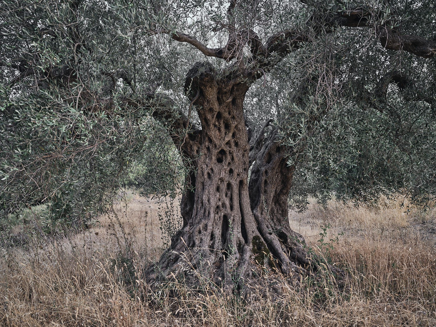 Ancient olive tree, textured trunk and bark — photograph 09