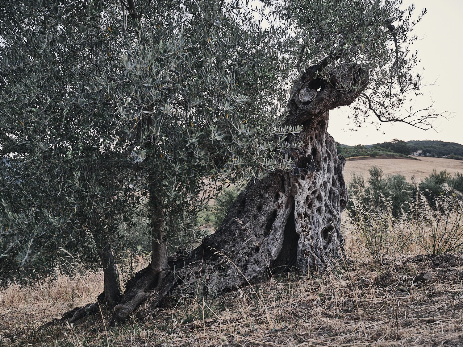 Ancient olive tree, textured trunk and bark — photograph 12