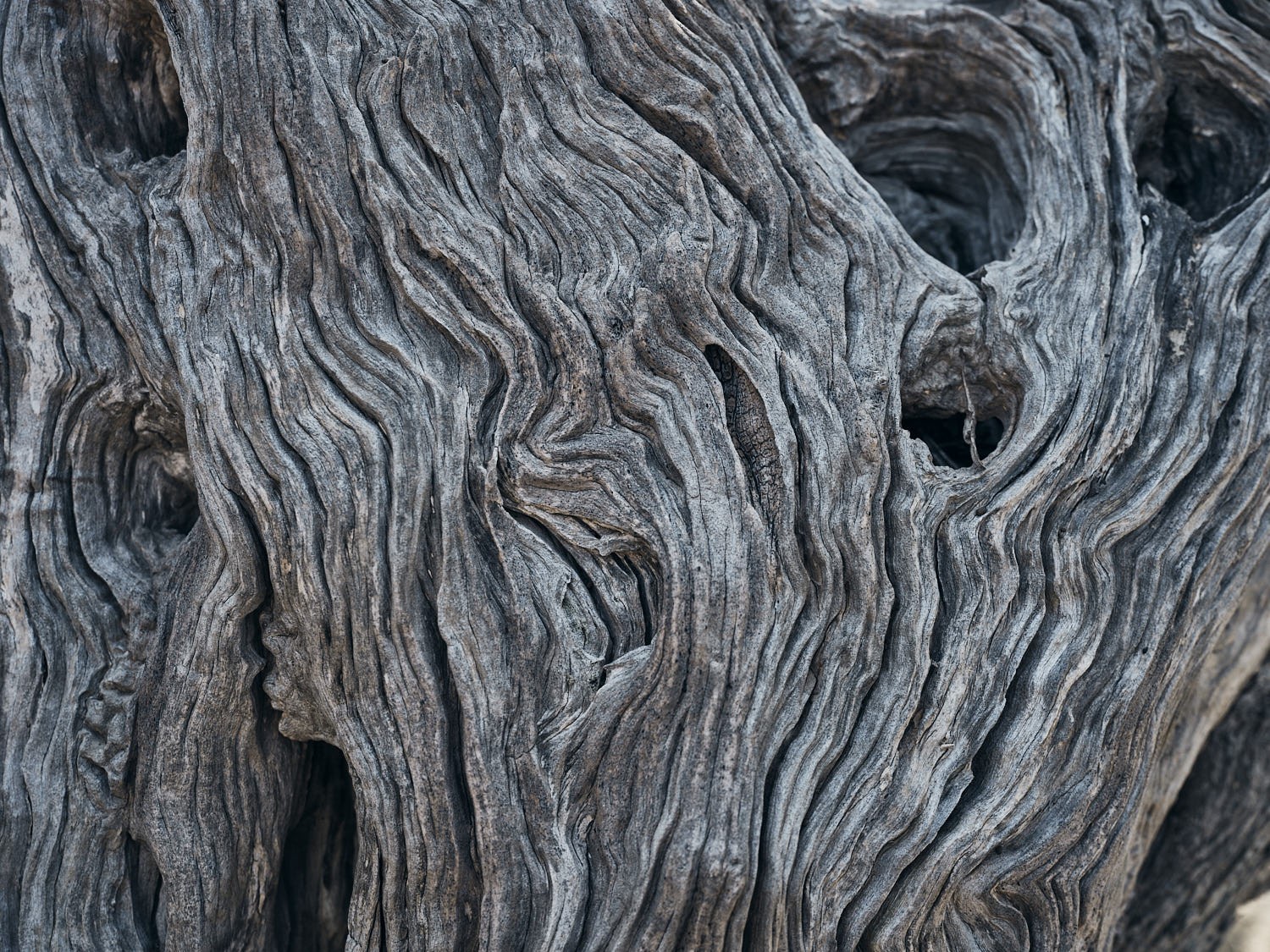 Ancient olive tree, textured trunk and bark — photograph 15