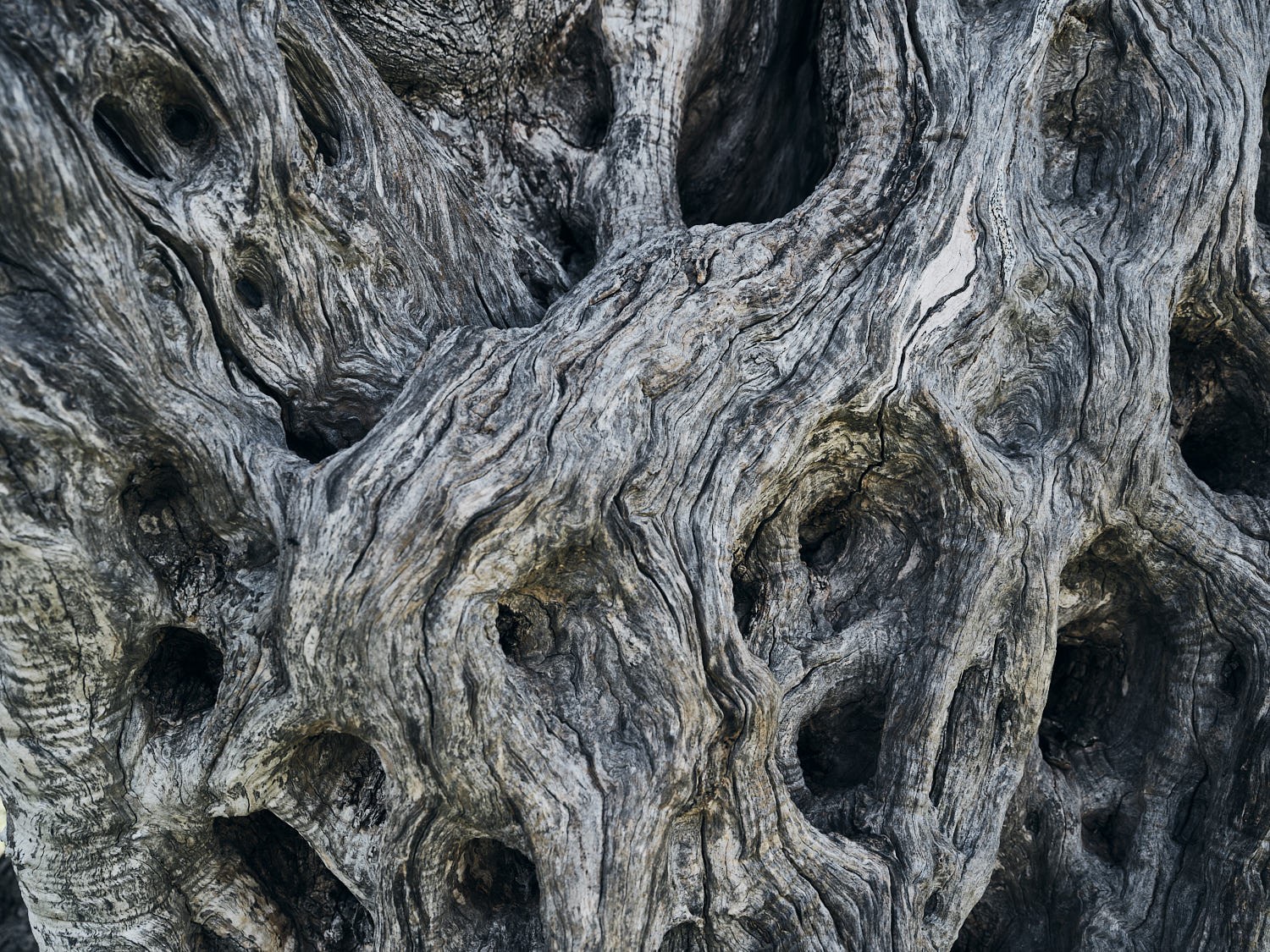 Ancient olive tree, textured trunk and bark — photograph 17